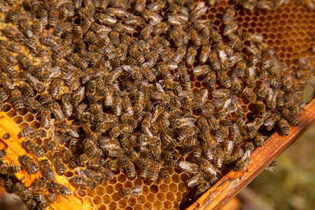 Frames of a beehive just taken from beehive with sweet honey. Busy bees on the yellow honeycomb with open and sealed cells for sweet honey. Bee honey collected in the beautiful brown honeycomb.の写真素材