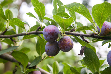 Ripe plums hanging from a tree branch ready to be harvested. Ripe plums on a tree branch in the orchard. View of fresh organic fruits with green leaves on plum tree branch in the fruit garden.の写真素材