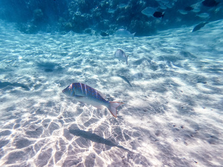 Tropical Spangled Emperor fish known as Lethrinus Nebulosus underwater at the coral reef. Underwater...