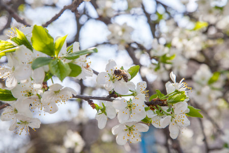 Orchard at spring time. Close up view of honeybee on white flower of apple tree collecting pollen and nectar to make sweet honey. Small green leaves and white flowers of apple tree in garden.の写真素材