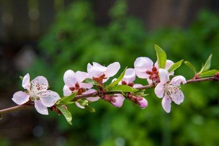 Fruit orchard at spring time with blossoming peach trees. Close up view of branch with small green leaves and pink flowers of peach tree in garden.の写真素材