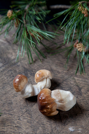 Porcini mushrooms (cep, porcino or king bolete, usually called Boletus Edulis) with green pine branch on vintage wooden background. Crop of forest edible mushrooms.の写真素材