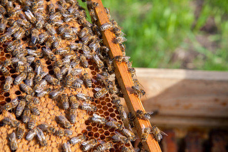 Frames of a beehive. Busy bees inside the hive with open and sealed cells for their young. Birth of...