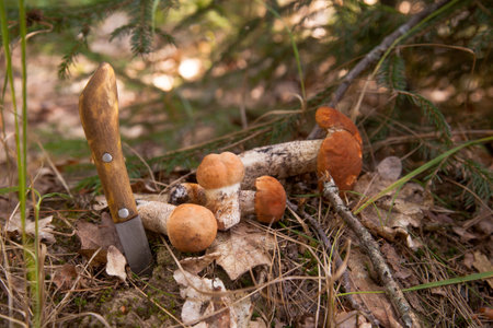 Orange cap boletus. Red boletus mushrooms with a red bonnet and a white foot among the grass, moss and dry foliage in pine tree forest at autumn season. Crop of forest edible mushrooms.の写真素材