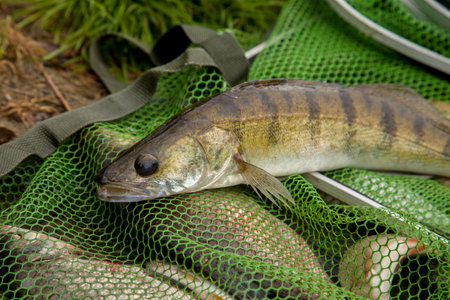 Freshwater zander fish know as sander lucioperca just taken from the water on green fishing net. Fishing concept, good catch - big freshwater zander fish on keepnet with fishery catch in it.の写真素材