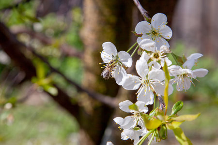 Orchard at spring time. Close up view of honeybee on white flower of cherry tree blossoms collecting pollen and nectar to make sweet honey. Small leaves green and white flowers of cherry tree blossoms at spring day in garden.の写真素材