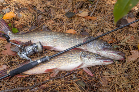 Fishing concept, trophy catch - two big freshwater pike fish know as Esox Lucius just taken from the water. Freshwater Northern pike fish know as Esox Lucius and fishing equipment on yellow leaves at autumn time.の写真素材
