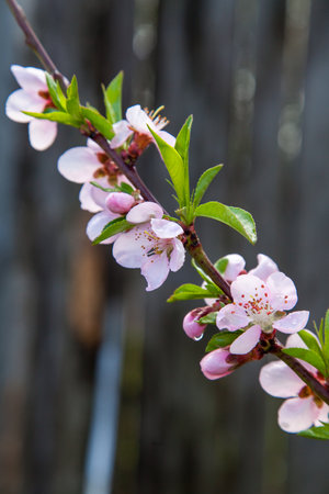 Fruit orchard at spring time with blossoming peach trees. Close up view of branch with small green leaves and pink flowers of peach tree in garden.の写真素材