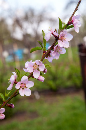 Fruit orchard at spring time with blossoming peach trees. Close up view of branch with small green leaves and pink flowers of peach tree in garden.の写真素材