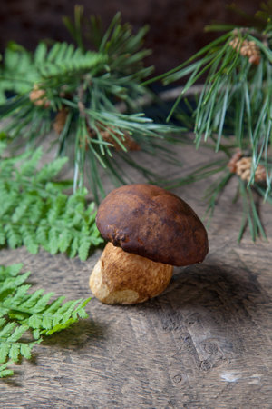 Autumn composition of single boletus badius, imleria badia or bay bolete on vintage wooden background with fern green leaf and branch of pine tree on back. Edible and pored fungus has velvety dark brown or chestnut color cap.の写真素材