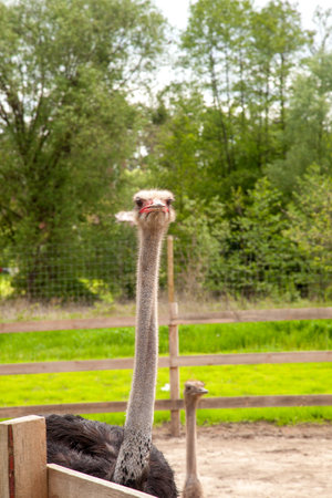 Close up view of Common Ostrich - Struthio camelus is a species of flightless bird native to large areas of Africa, the largest living bird with long strong legs, long neck and small head. Farmer breeding of ostriches, organic farming concept.の写真素材