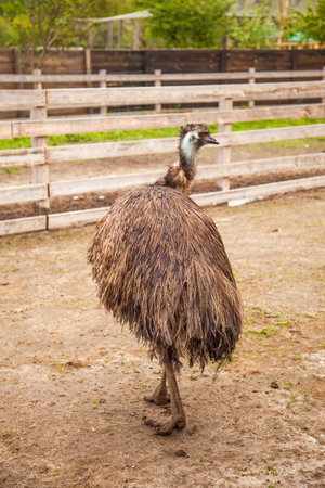 Australian ostrich emu known as Dromaius novaehollandiae is the second largest living bird on the planet. Emu is flightless bird and native to Australia. Farmer breeding of ostriches, organic farming concept.の写真素材