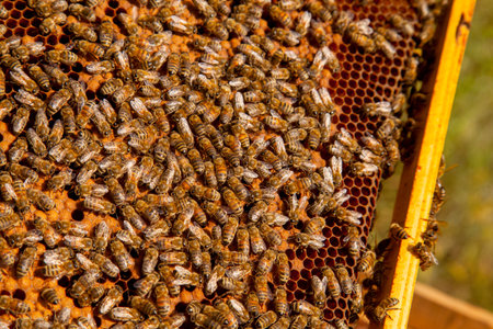 Frames of a beehive. Busy bees inside the hive with open and sealed cells for their young. Birth of...