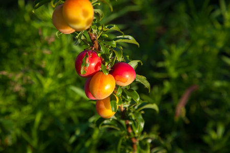 Mirabelle plum, also known as mirabelle prune or cherry plum, is a cultivar group of plum trees of the genus Prunus. Branches with ripe red-yellow cherry plum fruit. Cherry plum tree with fruits growing in an orchard.の写真素材
