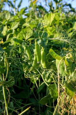 Bright green peas pods on a pea plant grow in the garden. Growing peas outdoors. Close up view of green fresh peas with flowers and pods in the vegetable garden.の写真素材