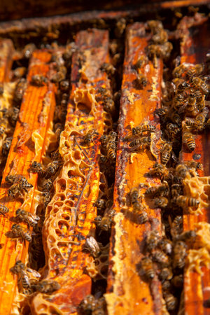 Frames of a beehive. Close up view of the opened hive body showing the frames populated by honey bees.の写真素材