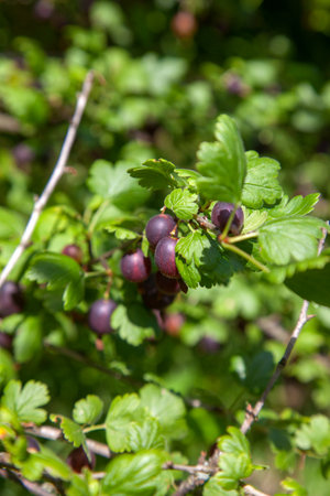View to gooseberries on a branch of gooseberry bush in the garden. Close up view of the organic gooseberry berries hangs on a branch under the leaves.の写真素材