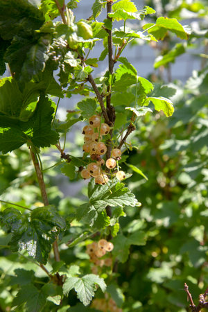 White current berries grow on a bush in sunny garden. White currents plantation in summer orchard. Harvesting on farm or in garden.の写真素材