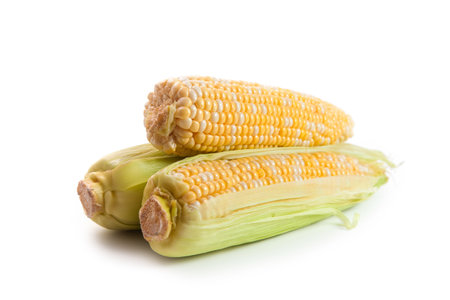 Several ears of ripe corn with soft shadow isolated on white background. Cobs with white and yellow grains. Fresh ear of corn with green leaves.の写真素材