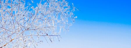 Snow-covered tree branch against the blue skyの写真素材