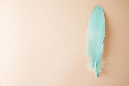 Fluffy feathers on pale teal blue background. Color Trends. Pastel turquoise and living coral colorの写真素材