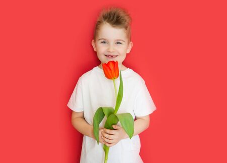 Little boy holding a flower tulip for mom. Mothers Day to celebrate. Red background.の写真素材
