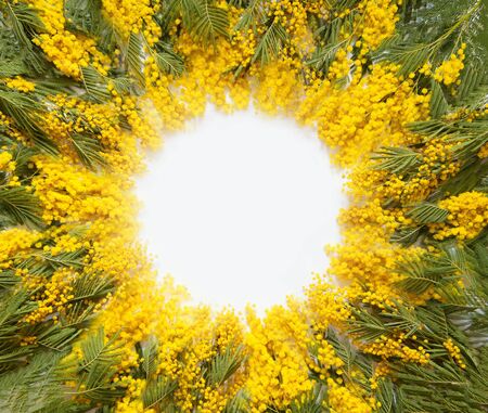 Round frame of mimosa flowers. Spring card. White background.の写真素材