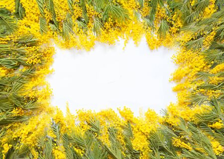 Rectangular square frame of yellow flowers of mimosa. White background.の写真素材