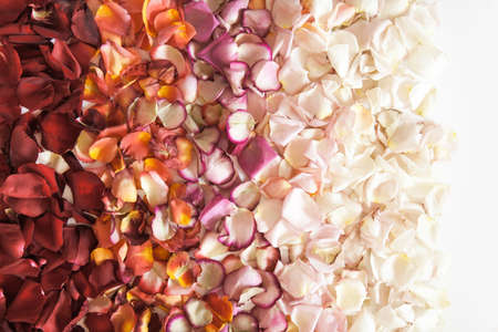 Fresh roses petals in gradient of red, orange, pink and white colors on white background.