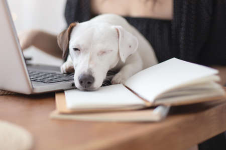 Modern freelancer woman playing with little cute dog working remotely on laptop Jack Russell Terrierの写真素材