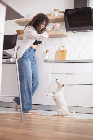 Modern female pet owner playing feeding training dog at kitchen Jack Russell Terrier breed