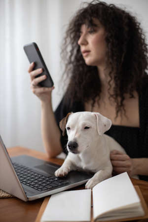 Modern freelancer woman playing with little cute dog working remotely on laptop Jack Russell Terrier