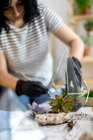 Woman florist transplantation succulents into glass florariums with decor botany art compositionの写真素材