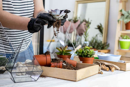 Closeup woman gardener transplanting succulent into glass vase creating florarium botanic decor