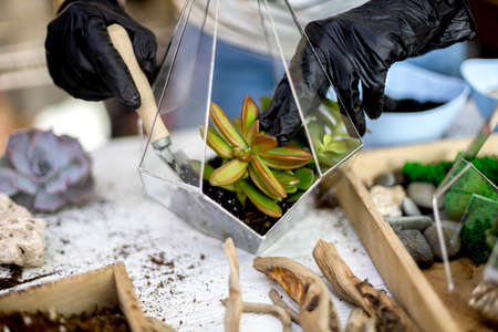 Female florist arrangement succulents natural plants into glass florarium on stones decor closeupの写真素材