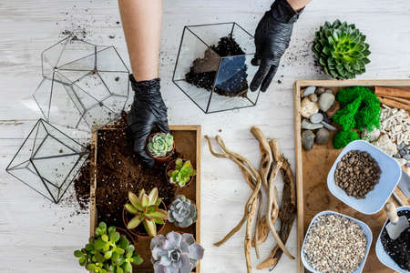 Top view woman gardener hands in protective gloves arrangement succulents into glass florariumsの写真素材