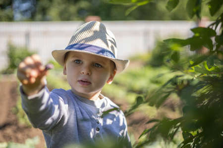 Little boy in stylish straw hat picks honeysuckle berryの写真素材