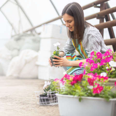 Florist woman cultivated flower plants with petal leaves transplanting in box working at greenhouseの写真素材