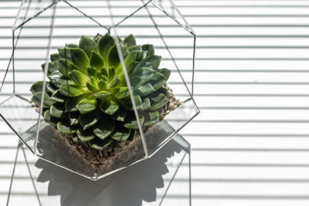 Beautiful blossom art composition succulents in glass florarium at sunlight with copyspace