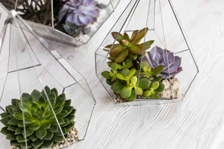 Modern art decor interior composition succulents in glass florarium on wooden table at workshopの写真素材