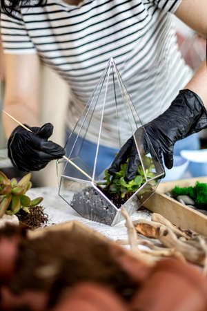 Creative florist woman transplanting succulent into glass florarium with ground and stonesの写真素材