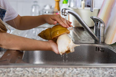 Closeup cute baby girl hands washing giant snail Achatina under water kitchen faucet domestic animalの写真素材