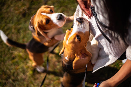 Two young, active dogs of the beagle breed in the autumn forest.