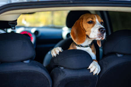 Beagle puppy in the car peeking out in the trunk.の写真素材