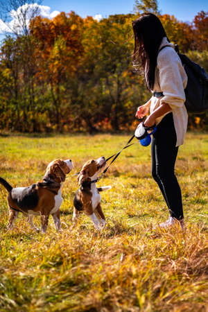A young beautiful girl walks in the autumn forest with two active beagle dogs.の写真素材