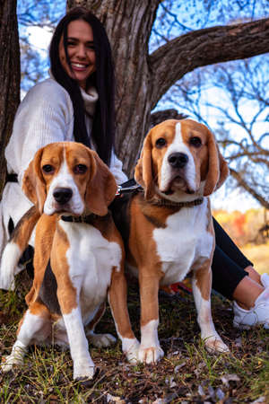 A young beautiful girl walks in the autumn forest with two active beagle dogs.の写真素材