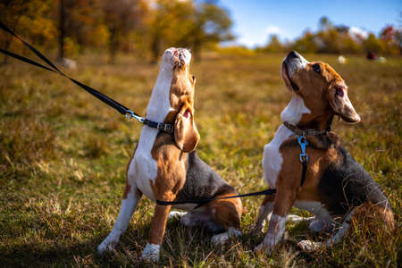 Two young, active dogs of the beagle breed in the autumn forest.の写真素材