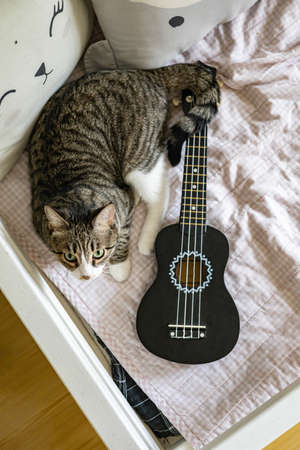 Lovely striped cat contemplating relaxing hiding into white wooden box of cupboardの写真素材