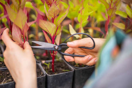 Closeup hands of female florist cutting leaves of celosia cultivated working at greenhouse