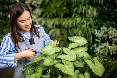 Female gardener cutting leaves of syngonium use scissors working at greenhouse vertical greeneryの写真素材
